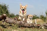 CORGI PEMBROKE 184
